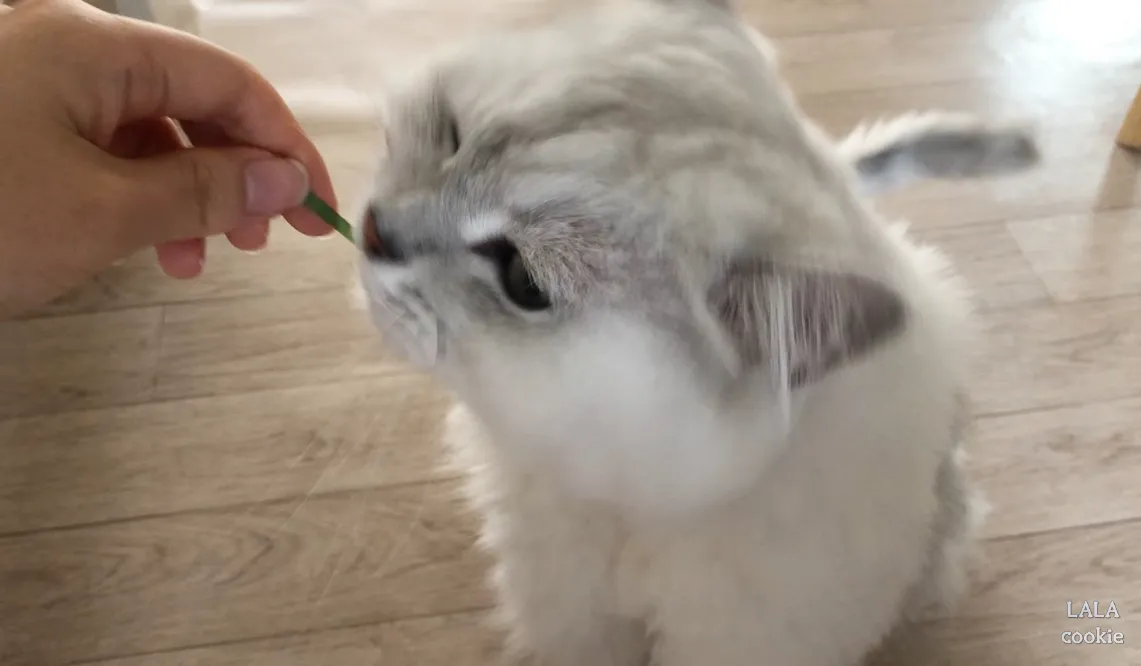 고양이-귀리-추천-그루루-새싹-삼키는-고양이