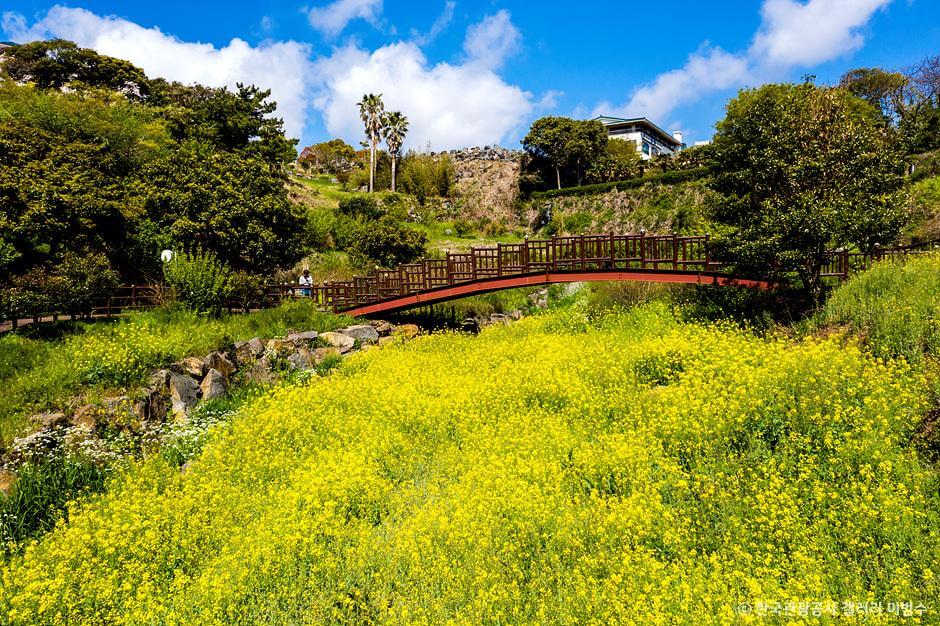 엉덩물계곡 유채꽃밭
