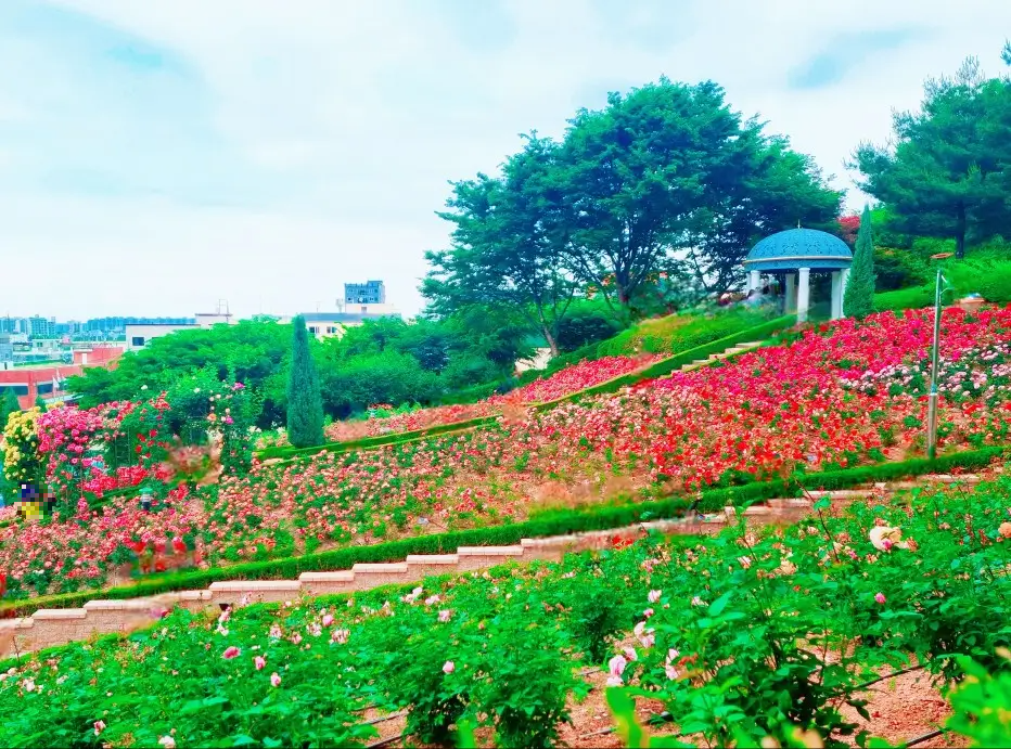 2024 부천 백만송이 장미원 축제 중: 개화 현황, 포토존, 쉼터, 화장실, 주차, 대중교통