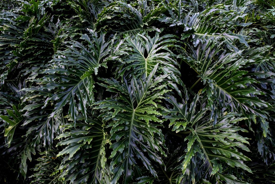 Philodendron