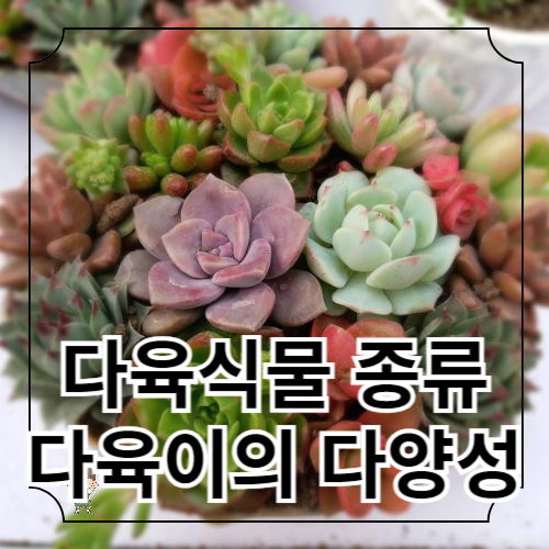 다육식물 종류: 다육이의 관리 다양성 탐구
