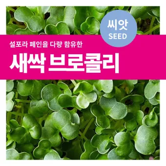 새싹브로콜리 재배 트레이 파종 물 관리 영양 풍부_6