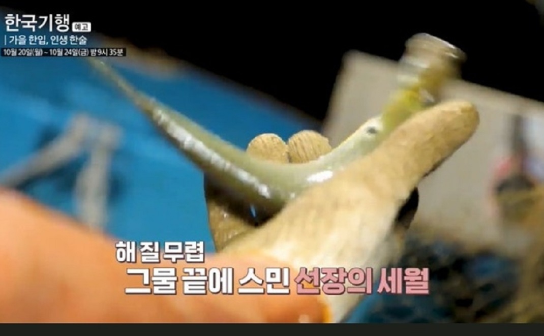 한국기행-낙동강-전어