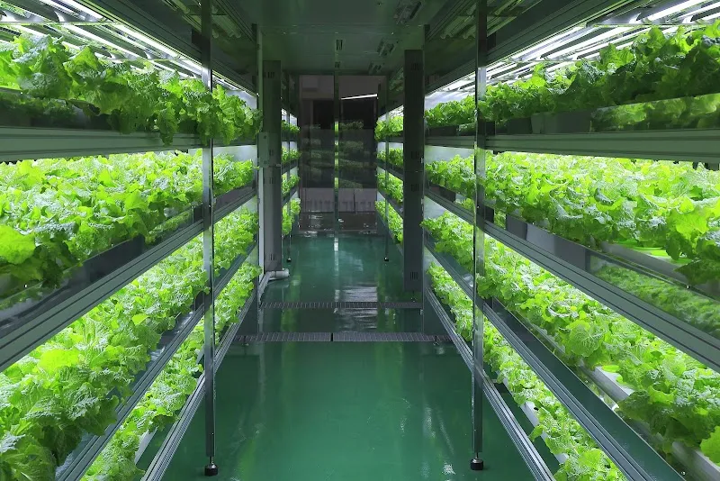 수경재배 준비 병선택 뿌리관리 액비투여 물갈이주기 가이드_6