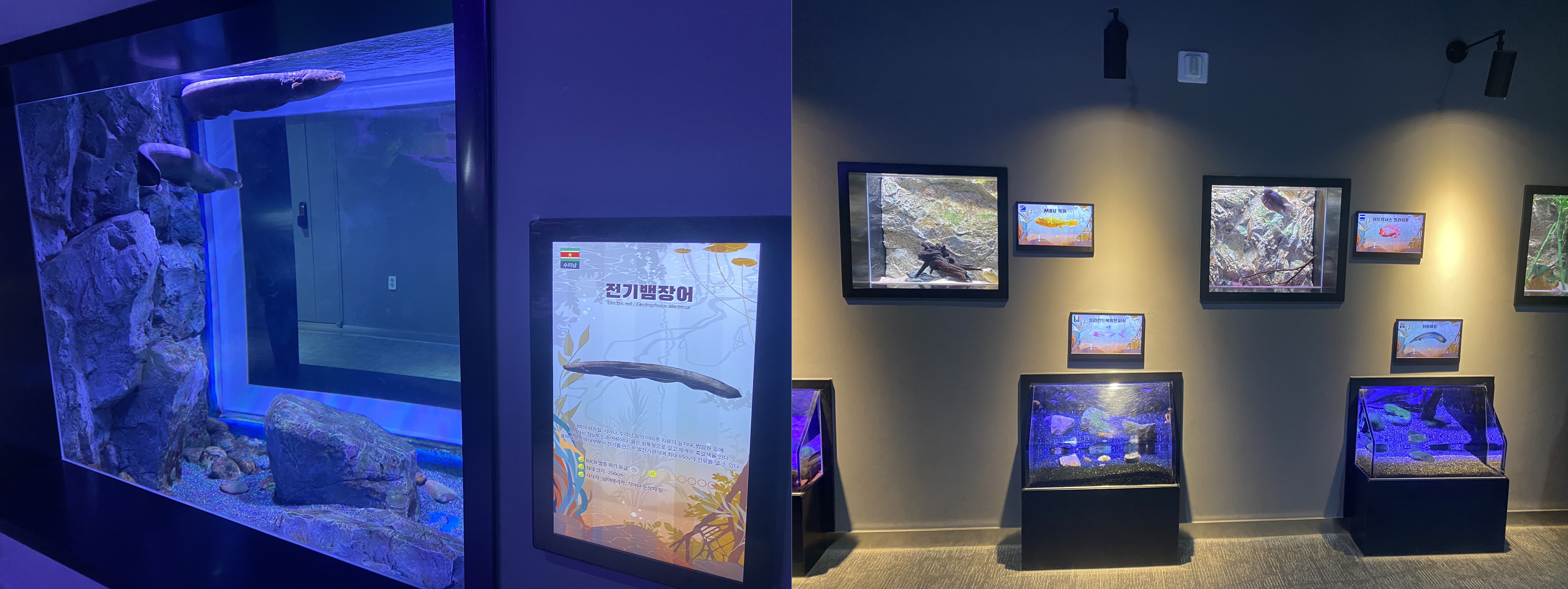 충주 아쿠아리움 민물고기