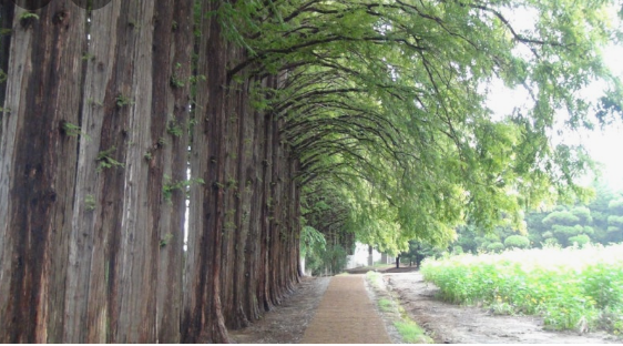 아가페정원 메타세콰이어길