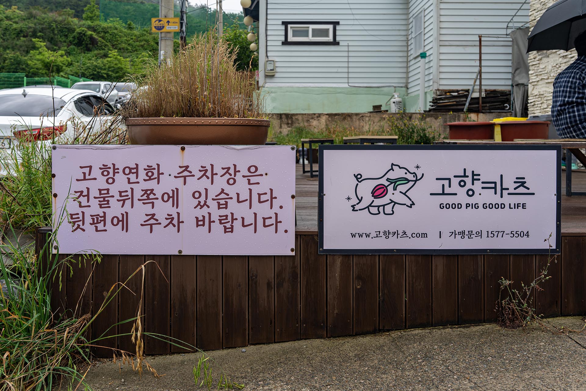 고향연화