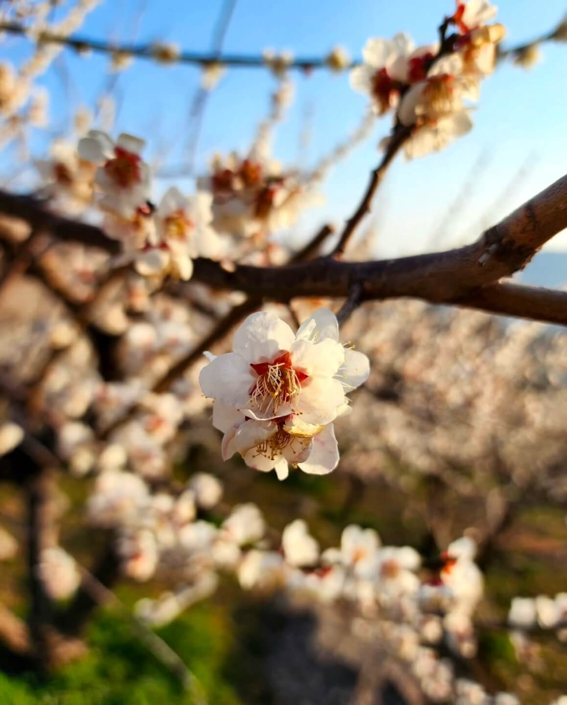 광양 매화축제기간
