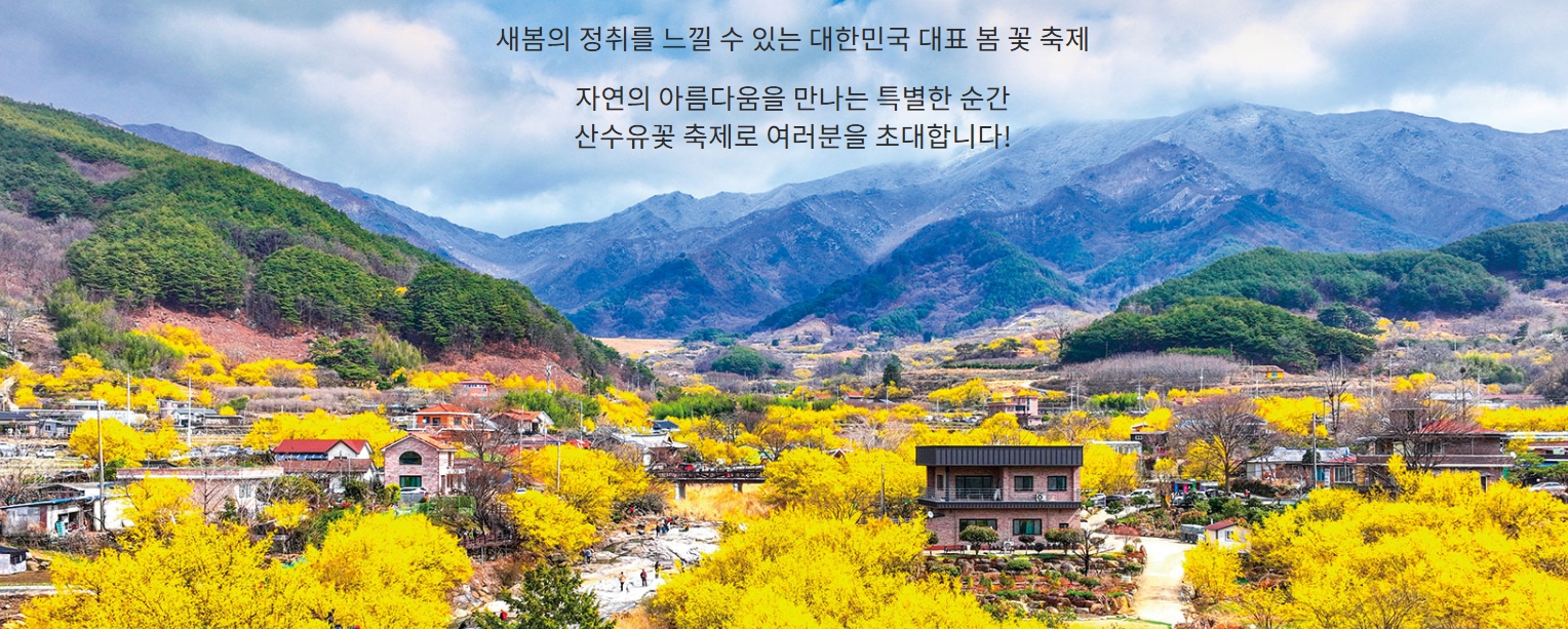산수유 꽃 전경 이미지