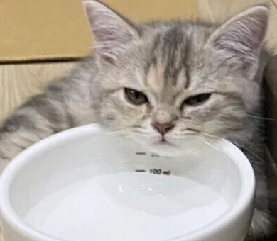 고양이에게 필요한 식수의 양, 하루에 어느 정도?