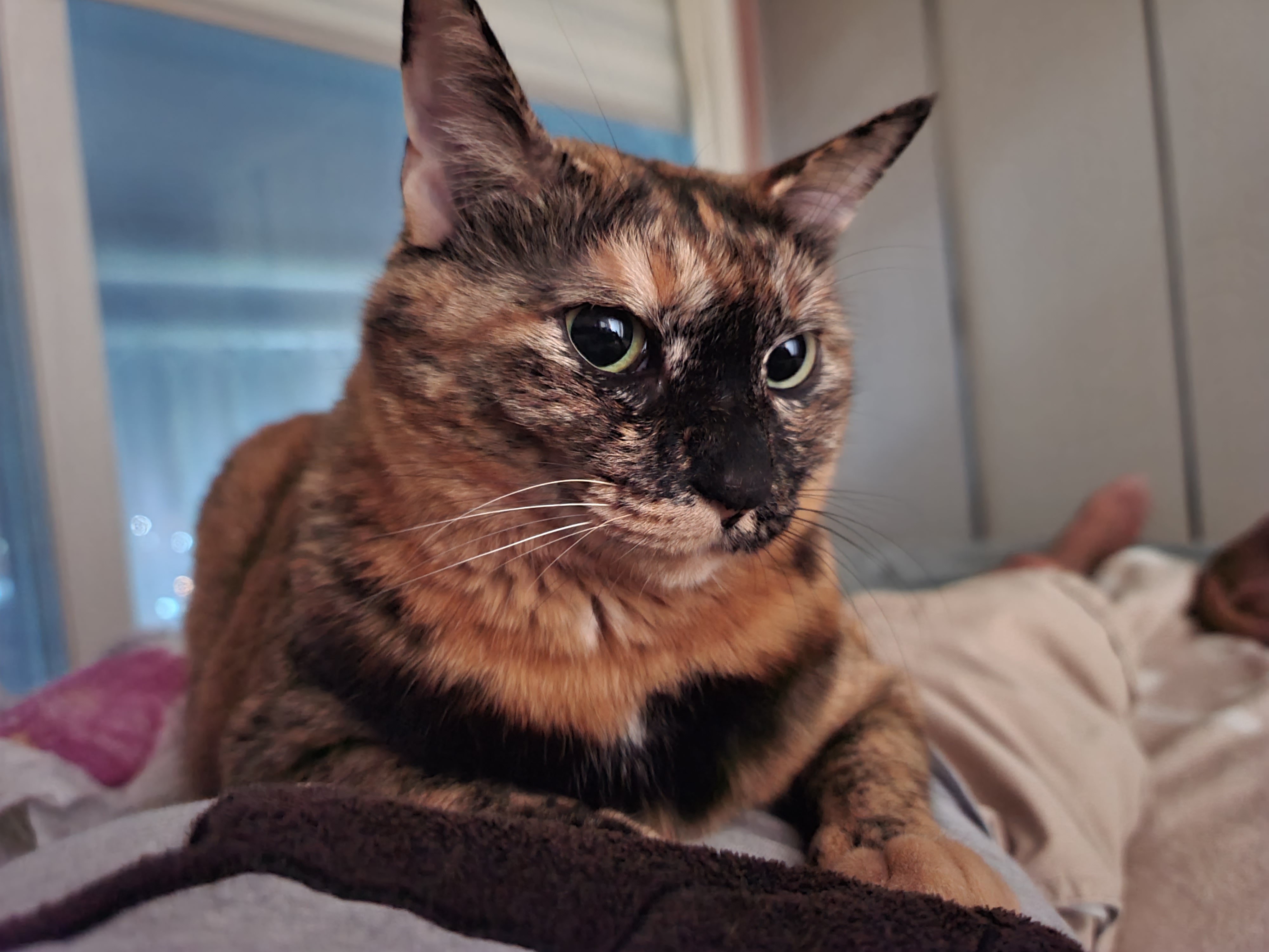 고양이가 배 위에 있을때 좋은 이유 대충 6가지 ㅋ(feat.사랑이가 아침마다 엄마 배 위에서 엄마를 깨우는 이유)