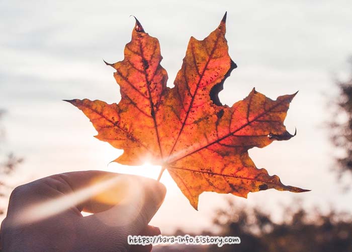 빨간-단풍-사진