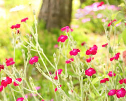 우단동자 이미지 사진 