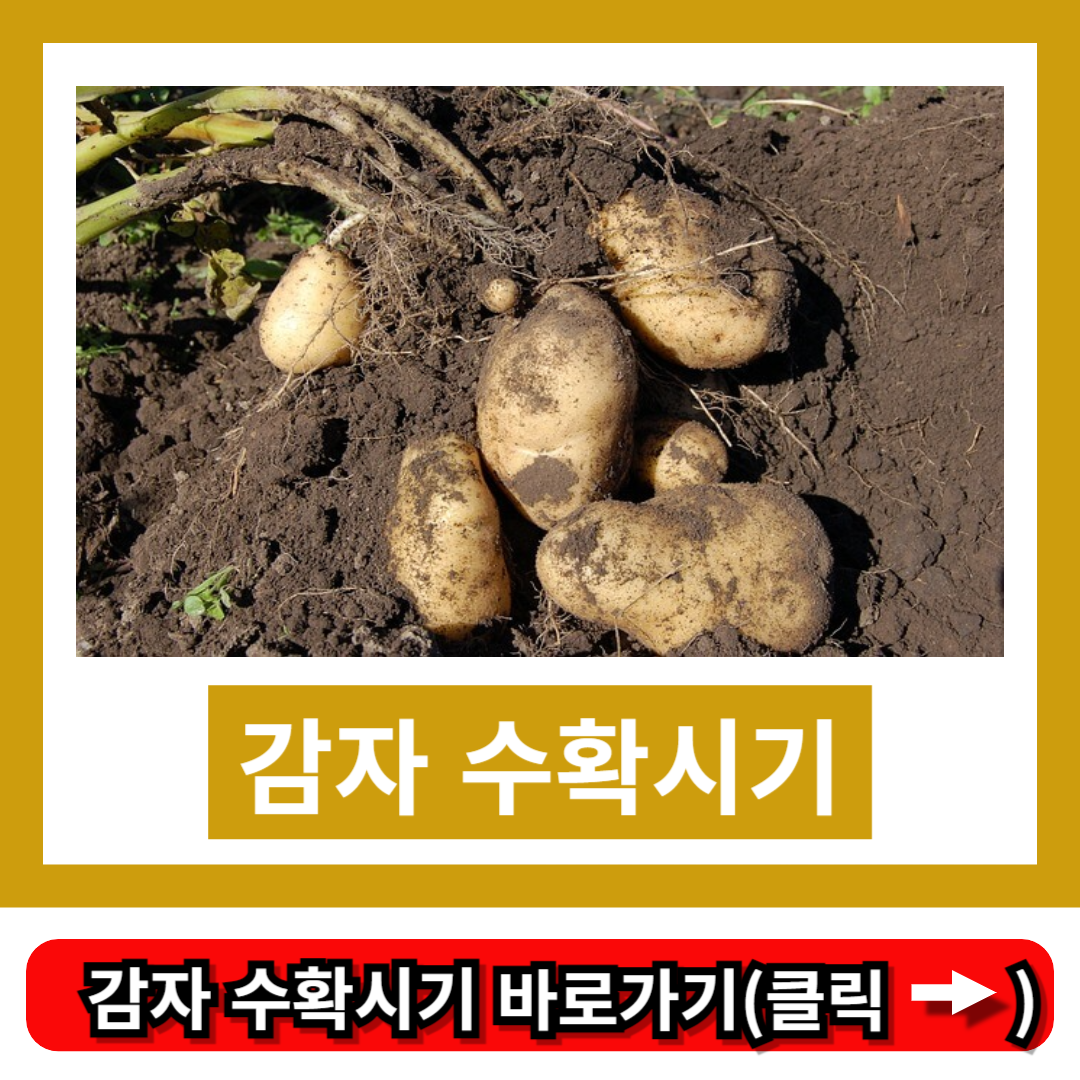 감자 수확시기