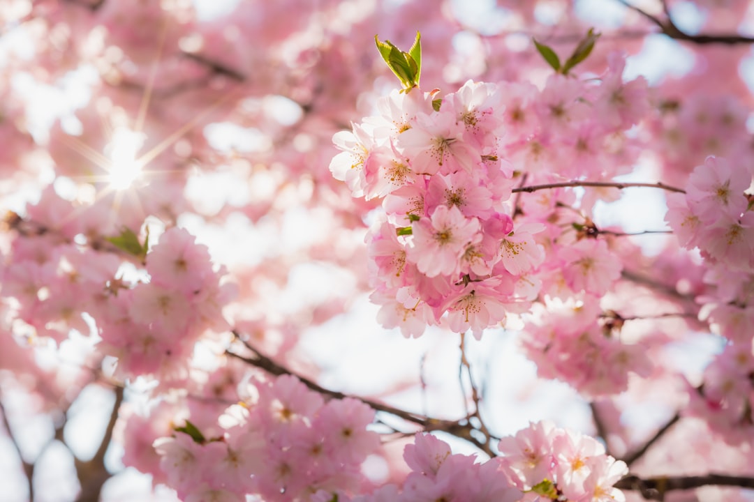 Cherry blossoms.