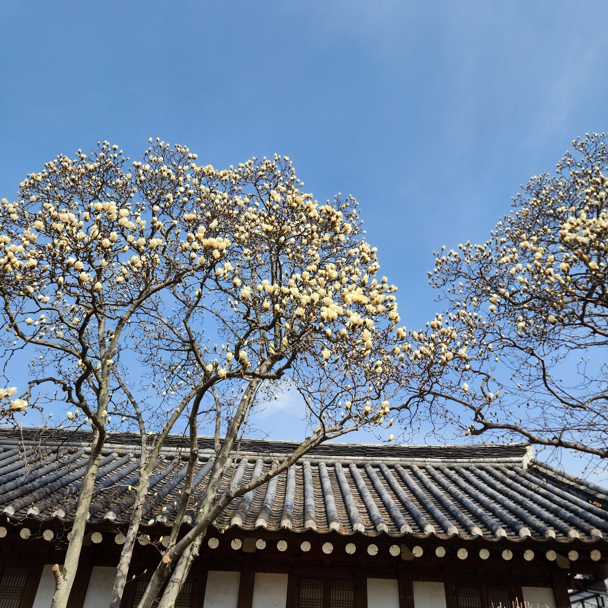 경주-오릉-목련