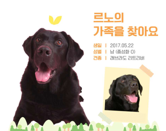 2024 관세청 탐지견 가정 입양 (신청 기간&amp;#44; 방법&amp;#44; 심사 절차)
