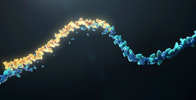 항원분해제 역할 과정