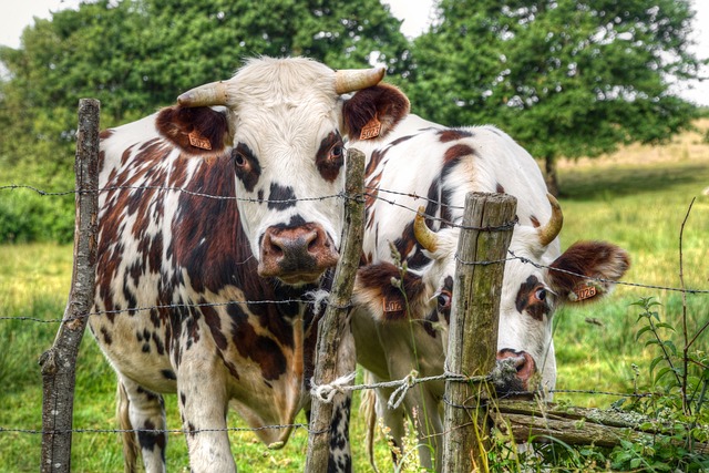 럼프스킨병이란?