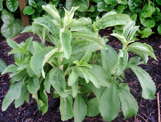 스테비아분말,스테비아,스테비아설탕,스테비아효능,스테비아칼로리,스테비아먹는법