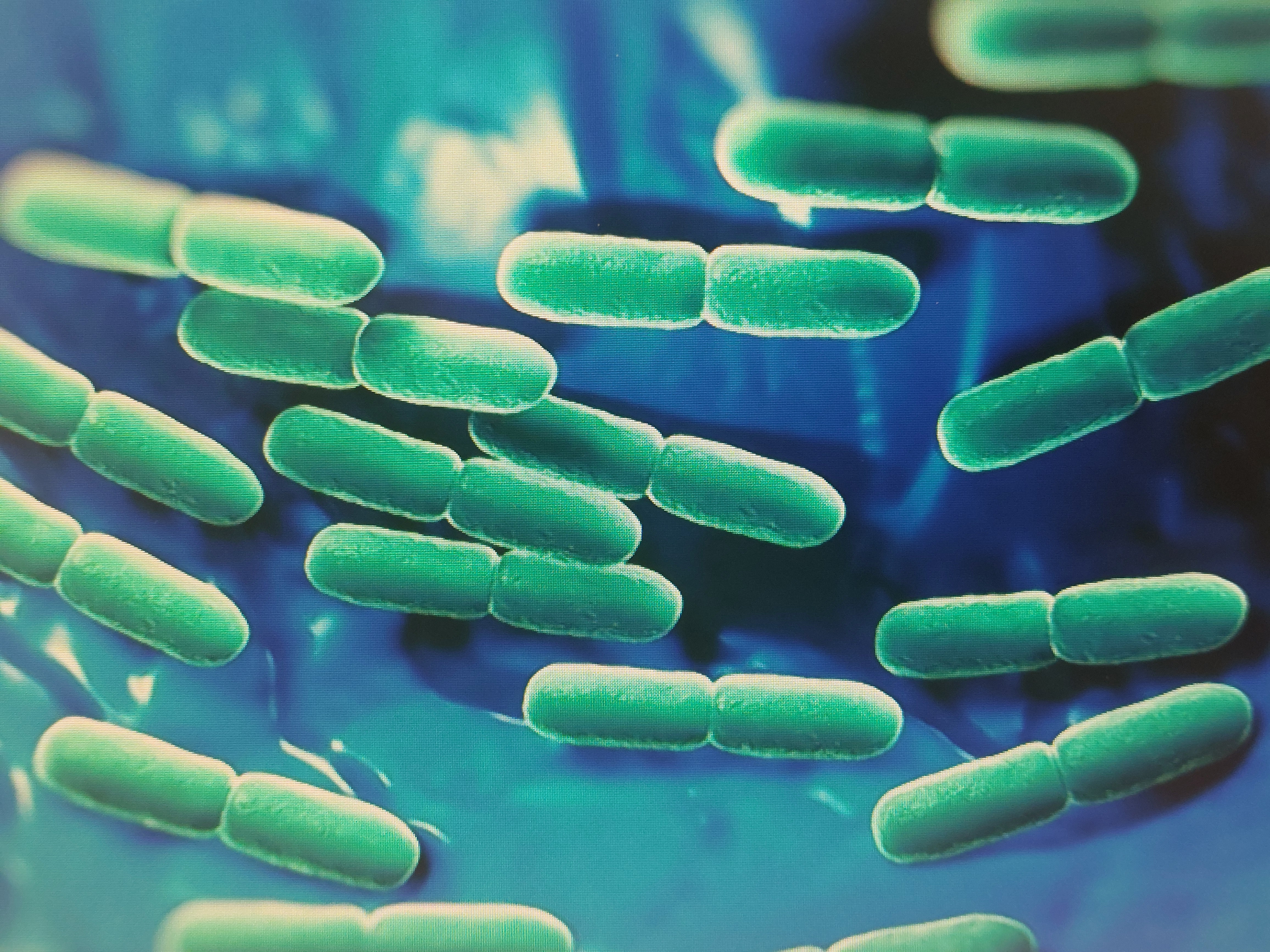 혈당유산균 복용법