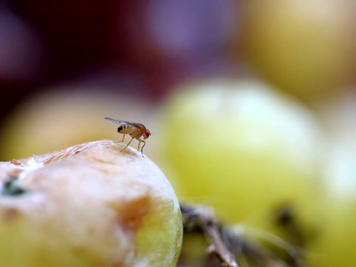 날파리 없애는 법
