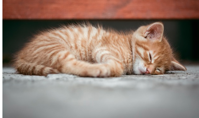 고양이 꿈해몽 풀이 (상황별, 색깔별 해석)