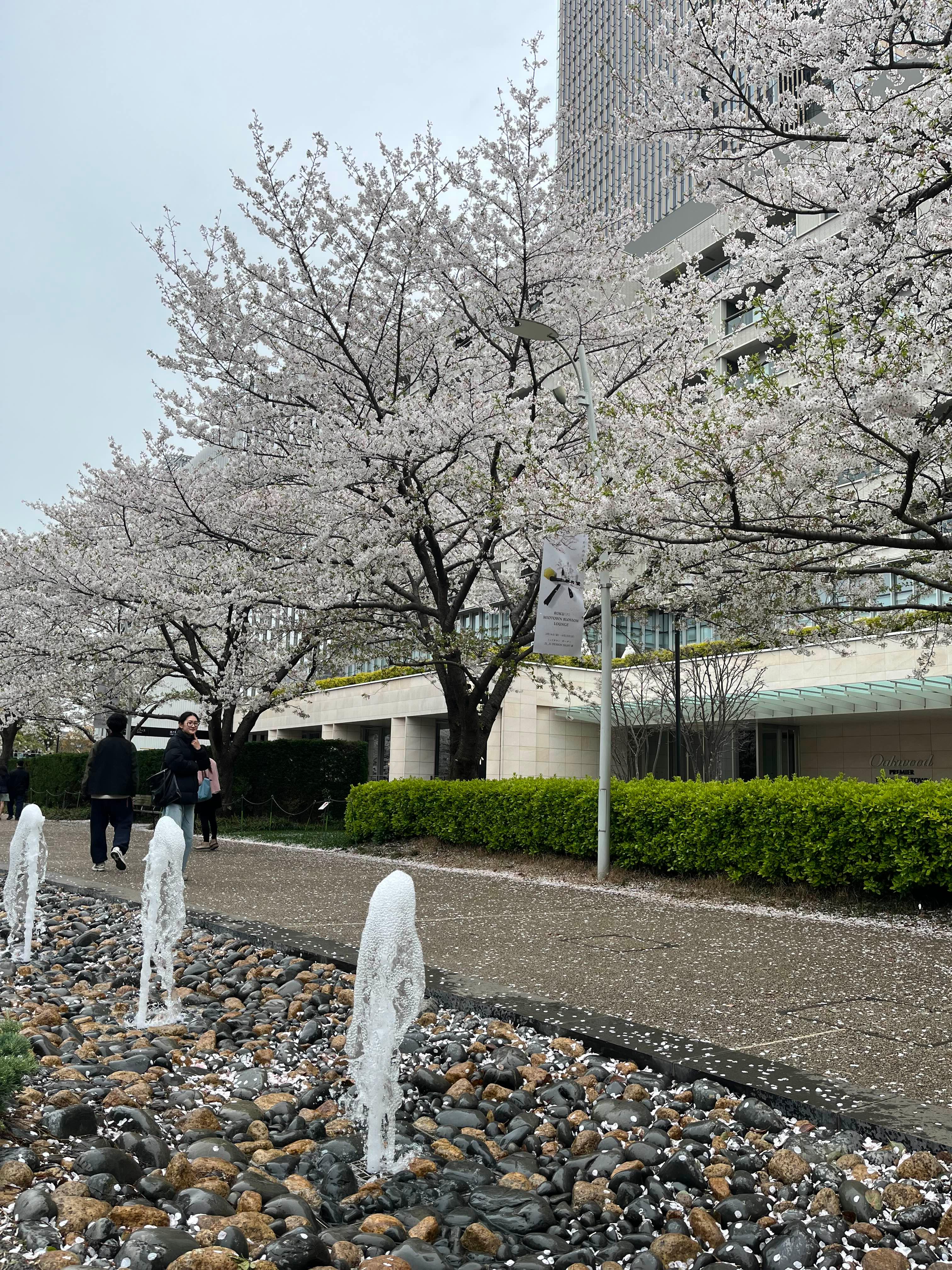 도쿄 미드타운 벚꽃