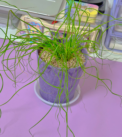 실내 식물 추천