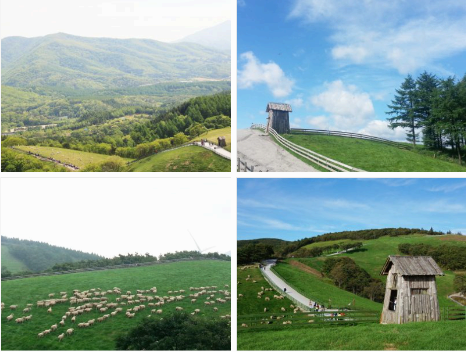 대관령양떼목장