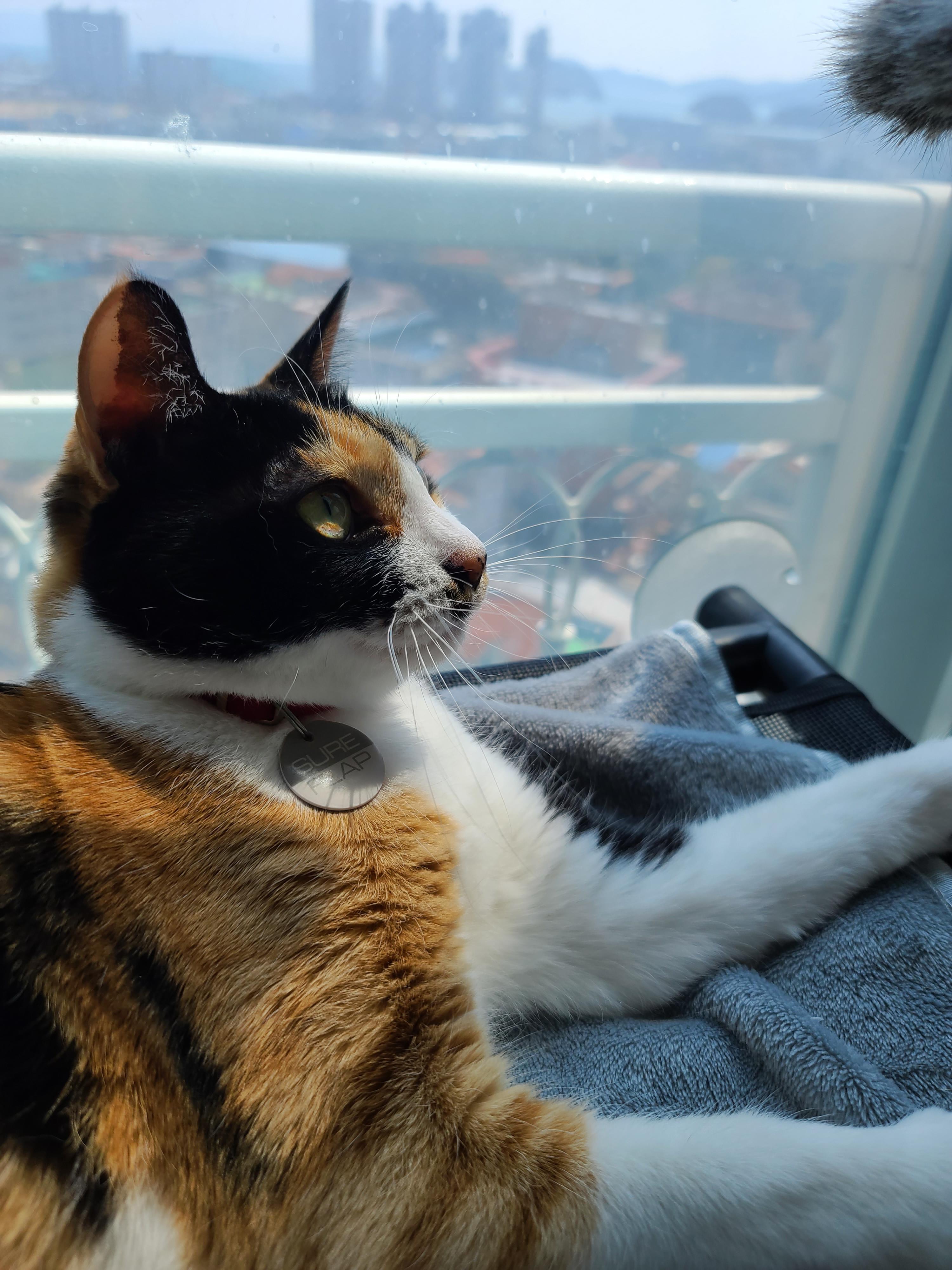 고양이 수염의 역할. 우리집 고양이들의 사냥할때 수염 모양새. 수염발사!! 사진귀여움 주의!