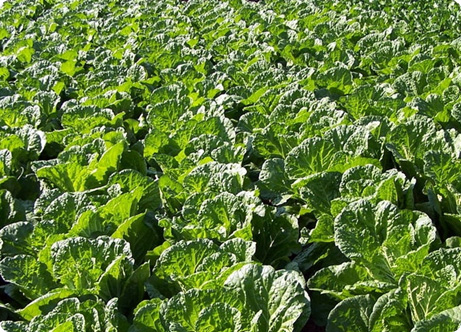 단단하고 고소한 평창 고랭지 배추