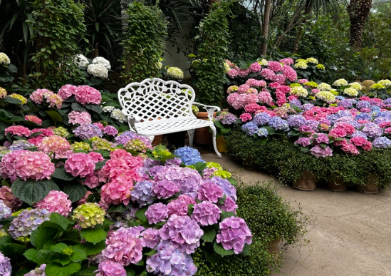 수도권 수국명소 추천 7곳, 도심 속에서 만나는 수국의 향연