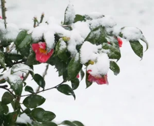 겨울 꽃 동백나무