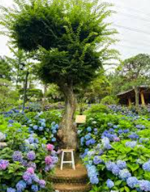 충청권 수국 명소 추천 7곳, 지금 안 가면 손해! 여름 꽃 여행지