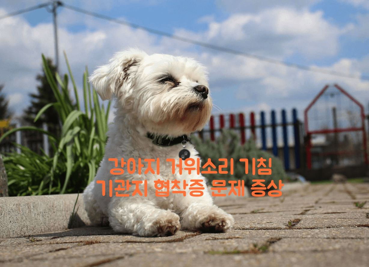 강아지 거위소리