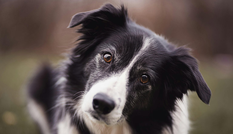 Understanding Dog Behavior: A Comprehensive Guide