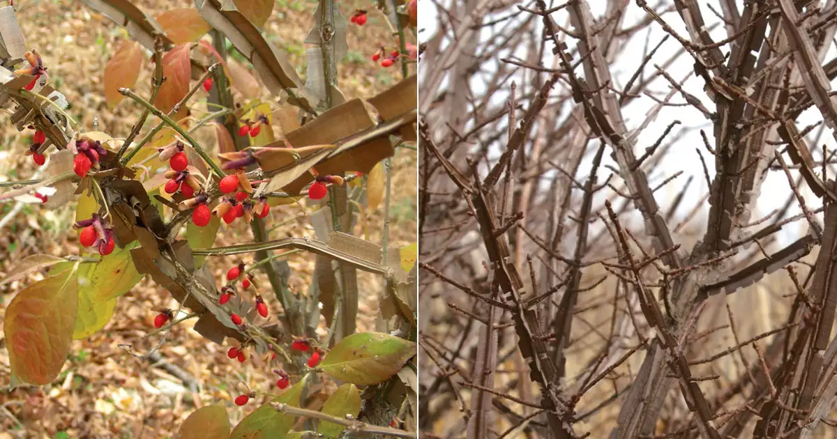 화살나무 열매와 화살깃