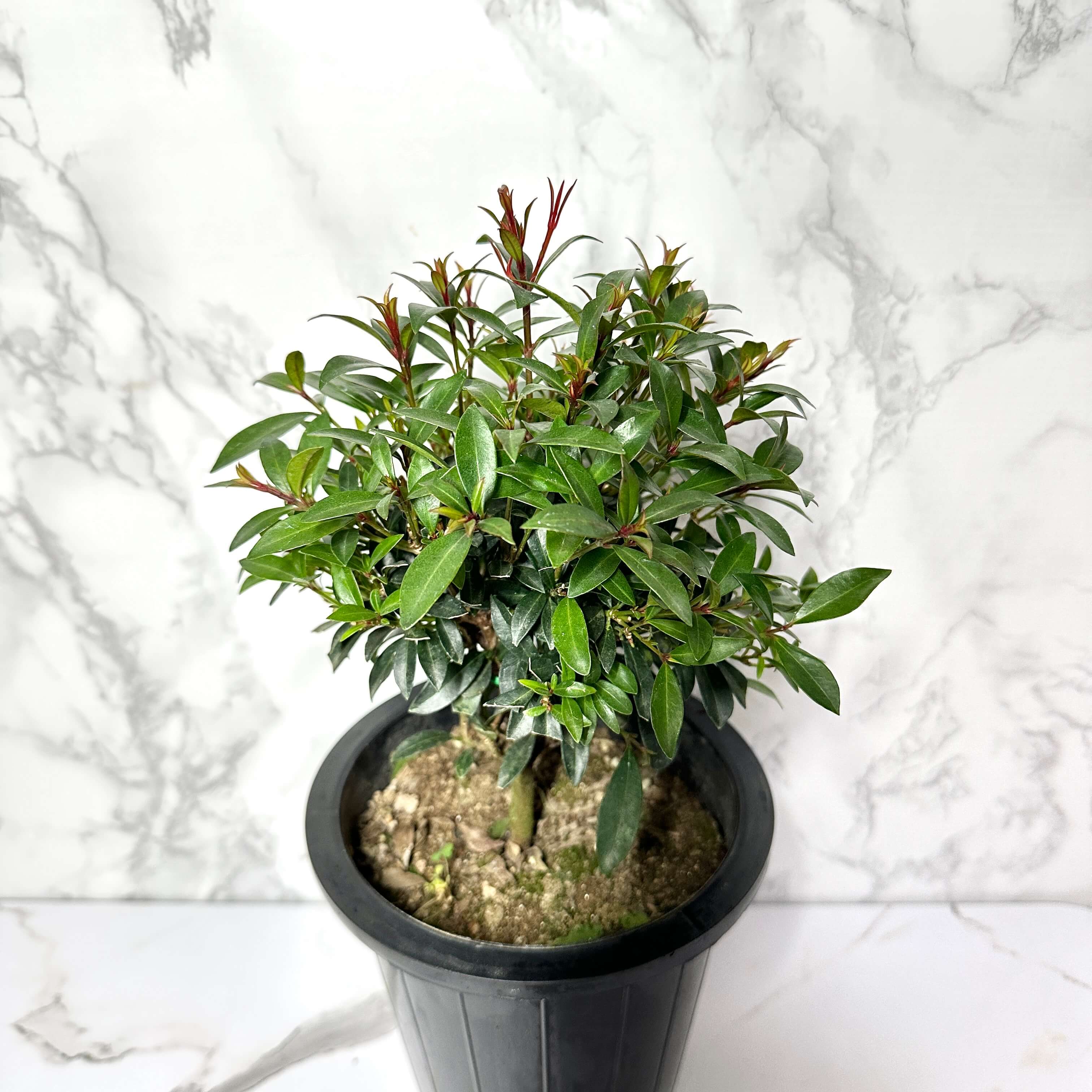 피어리스 키우기