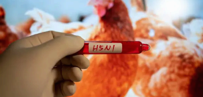 🐓조류독감(AI)의 모든 것: 원인부터 증상, 위험성까지 한눈에 정리
