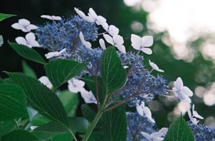 아이 벚꽃 스냅 화보처럼 찍는 구도와 스마트폰 보정 앱
