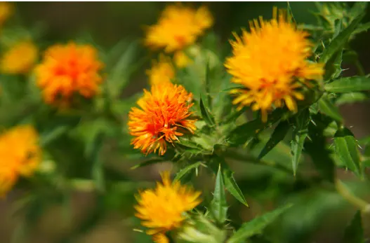 홍화씨 효능 및 부작용, 먹는방법