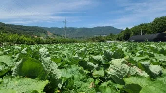 우엉 재배 깊이 갈기 직파 요령 곧게 키우기_8