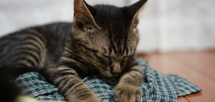 고양이