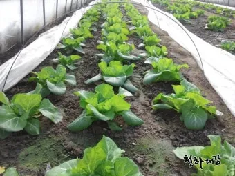 봄동 재배 파종시기 노지 월동 보온 피복 웃거름 타이밍_8