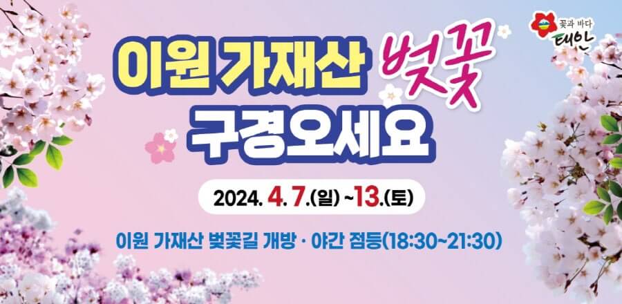 이원 가재산 벚꽃