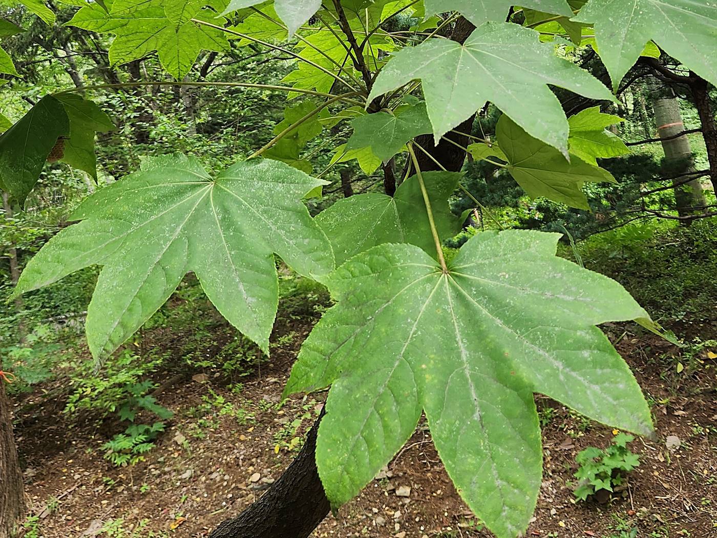 음나무(엉개나무)