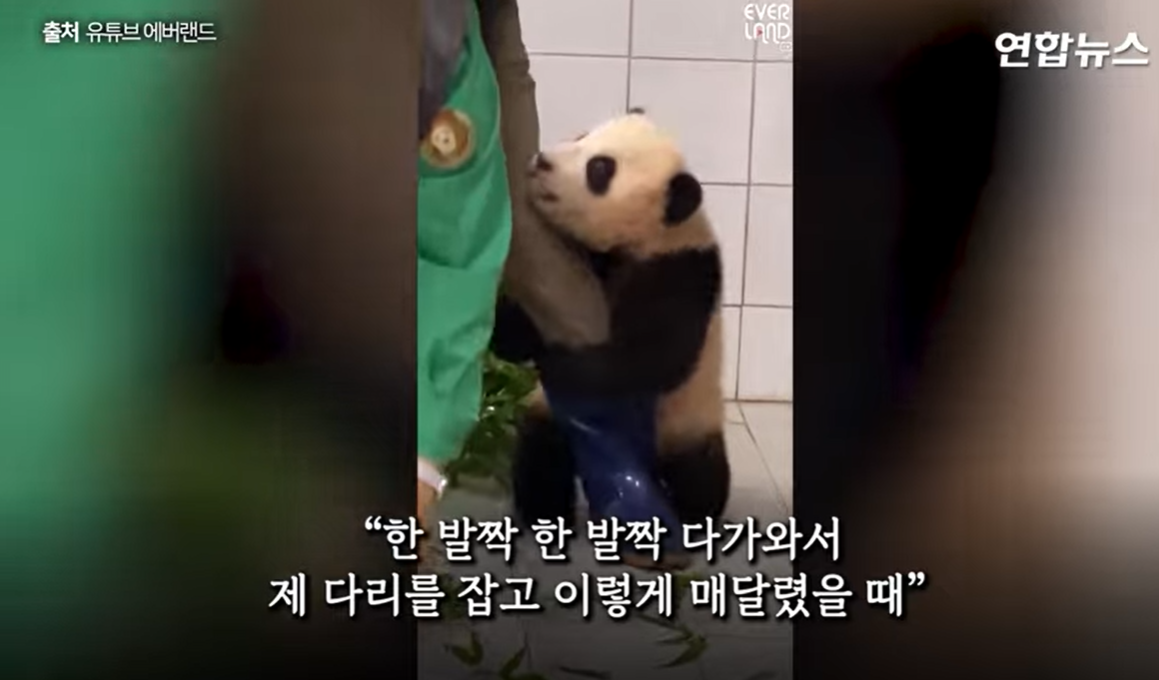 푸바오 중국 반환 마지막 모습 할부지 편지