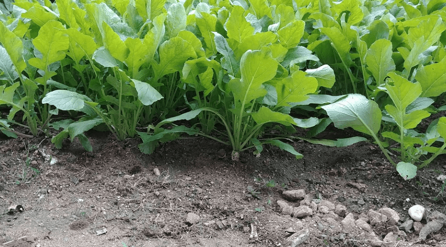 위산과다 증상에 좋은 음식 무우가 밭에서 자라나고 있다