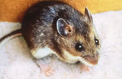 신증후군출혈열 단계별 증상